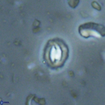 Prinsius martinii 62810