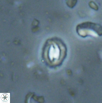 Prinsius martinii 62810