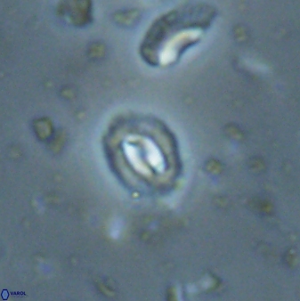 Prinsius martinii 62811