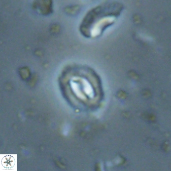 Prinsius martinii 62811