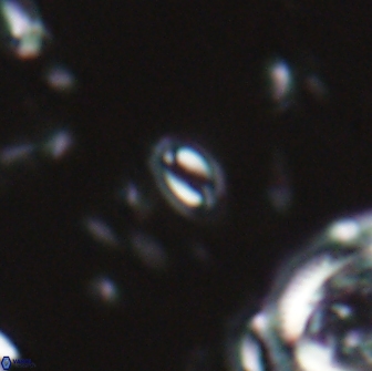 Prinsius martinii 22033
