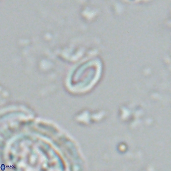 Prinsius martinii 22039