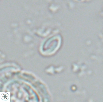 Prinsius martinii 22039