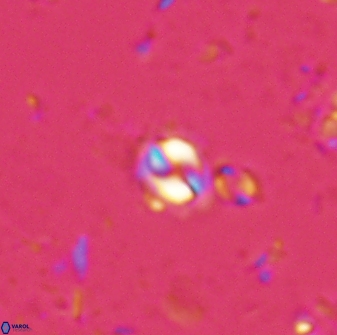 Prinsius martinii 24077