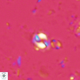 Prinsius martinii 24077