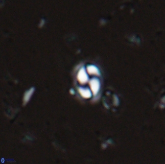 Prinsius martinii 24075