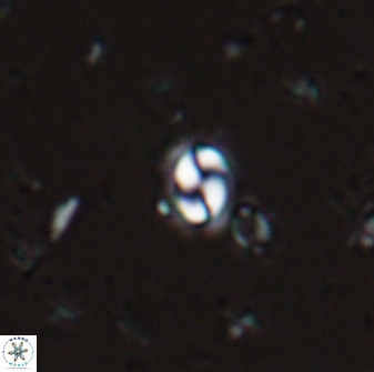 Prinsius martinii 24075