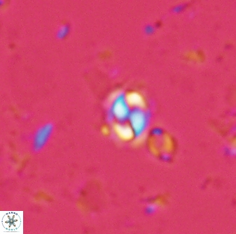 Prinsius martinii 24076