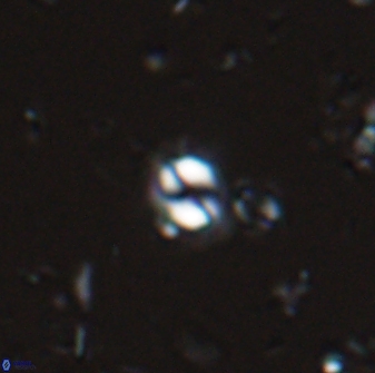 Prinsius martinii 24078