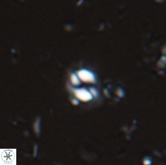 Prinsius martinii 24078