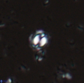 Prinsius martinii 24079