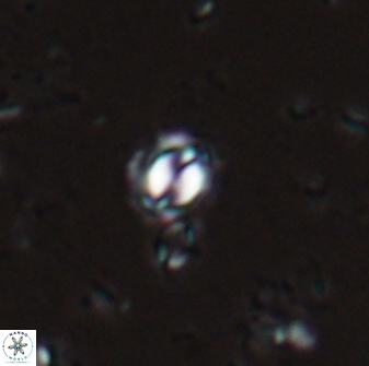 Prinsius martinii 24079