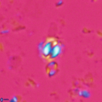 Prinsius martinii 24080