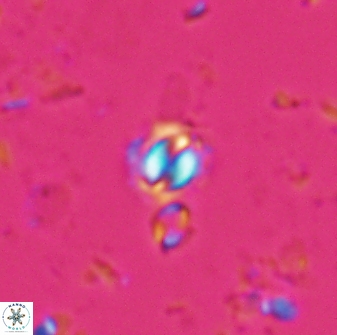 Prinsius martinii 24080