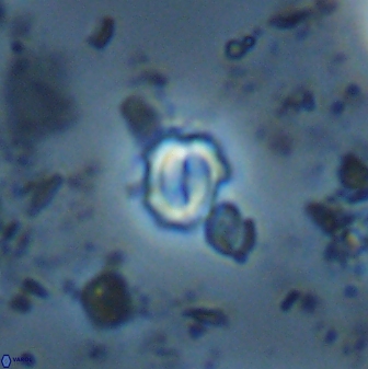 Prinsius martinii 24082
