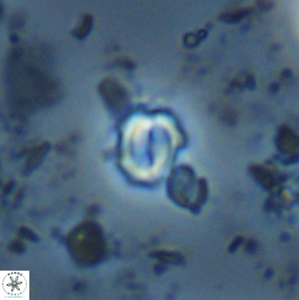 Prinsius martinii 24082