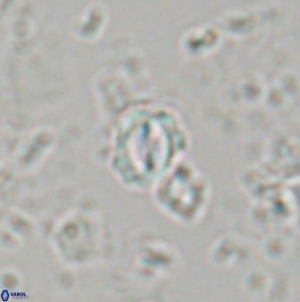 Prinsius martinii 24084
