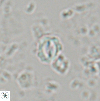 Prinsius martinii 24084