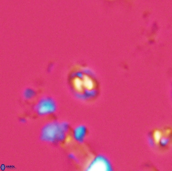 Prinsius martinii 24088