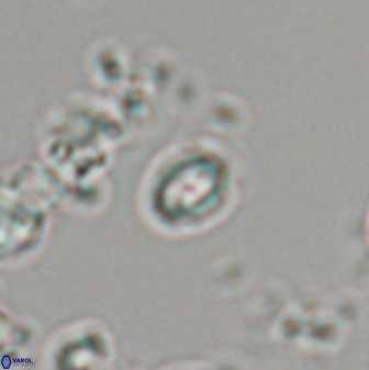 Prinsius martinii 24093