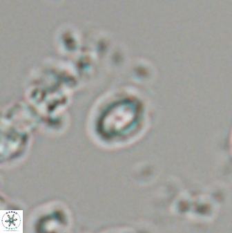 Prinsius martinii 24093