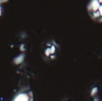 Prinsius martinii 24090
