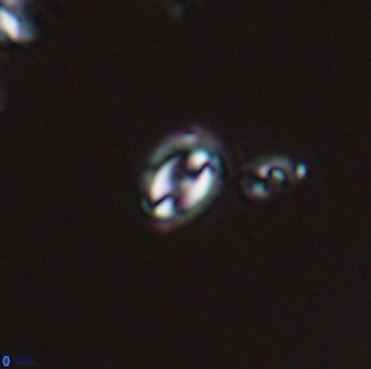 Prinsius martinii 24097