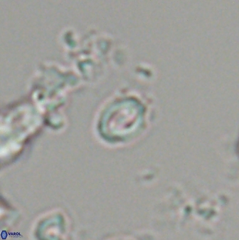 Prinsius martinii 24094