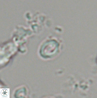 Prinsius martinii 24094