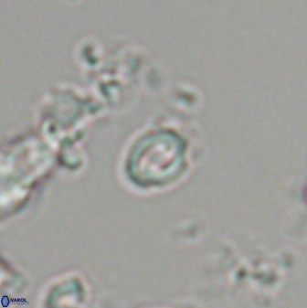 Prinsius martinii 24095