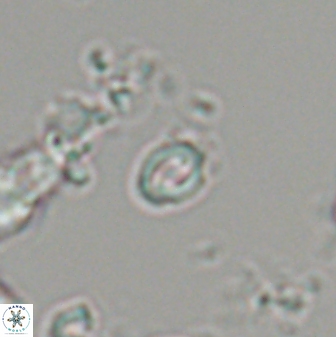 Prinsius martinii 24095