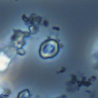 Prinsius martinii 24096