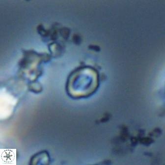 Prinsius martinii 24096