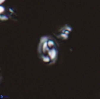 Prinsius martinii 24099