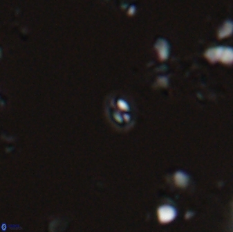 Prinsius martinii 24142