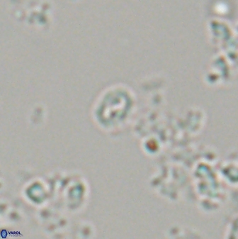 Prinsius martinii 24144