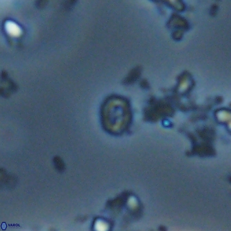 Prinsius martinii 24146