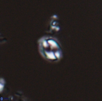 Prinsius martinii 24103
