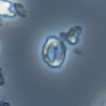 Prinsius martinii 24107