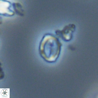 Prinsius martinii 24107