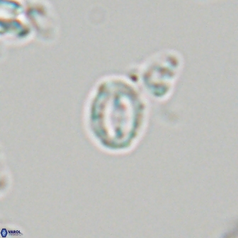 Prinsius martinii 24106