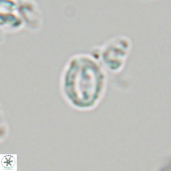 Prinsius martinii 24106