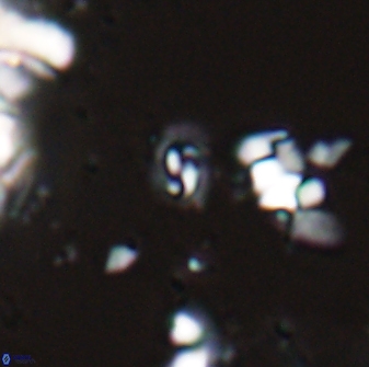 Prinsius martinii 24112