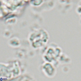 Prinsius martinii 24117