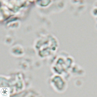 Prinsius martinii 24117