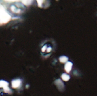Prinsius martinii 24115