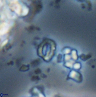 Prinsius martinii 24118