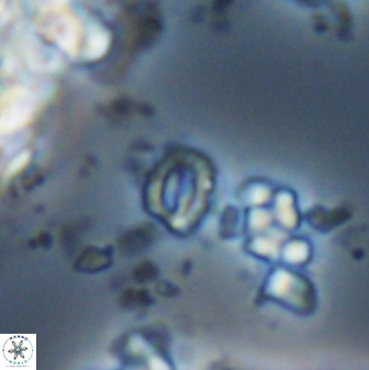Prinsius martinii 24118