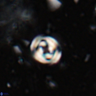 Pyrocyclus orangensis 27893