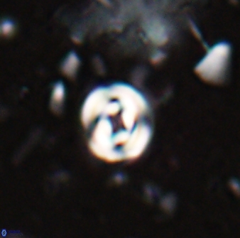 Pyrocyclus orangensis 27896